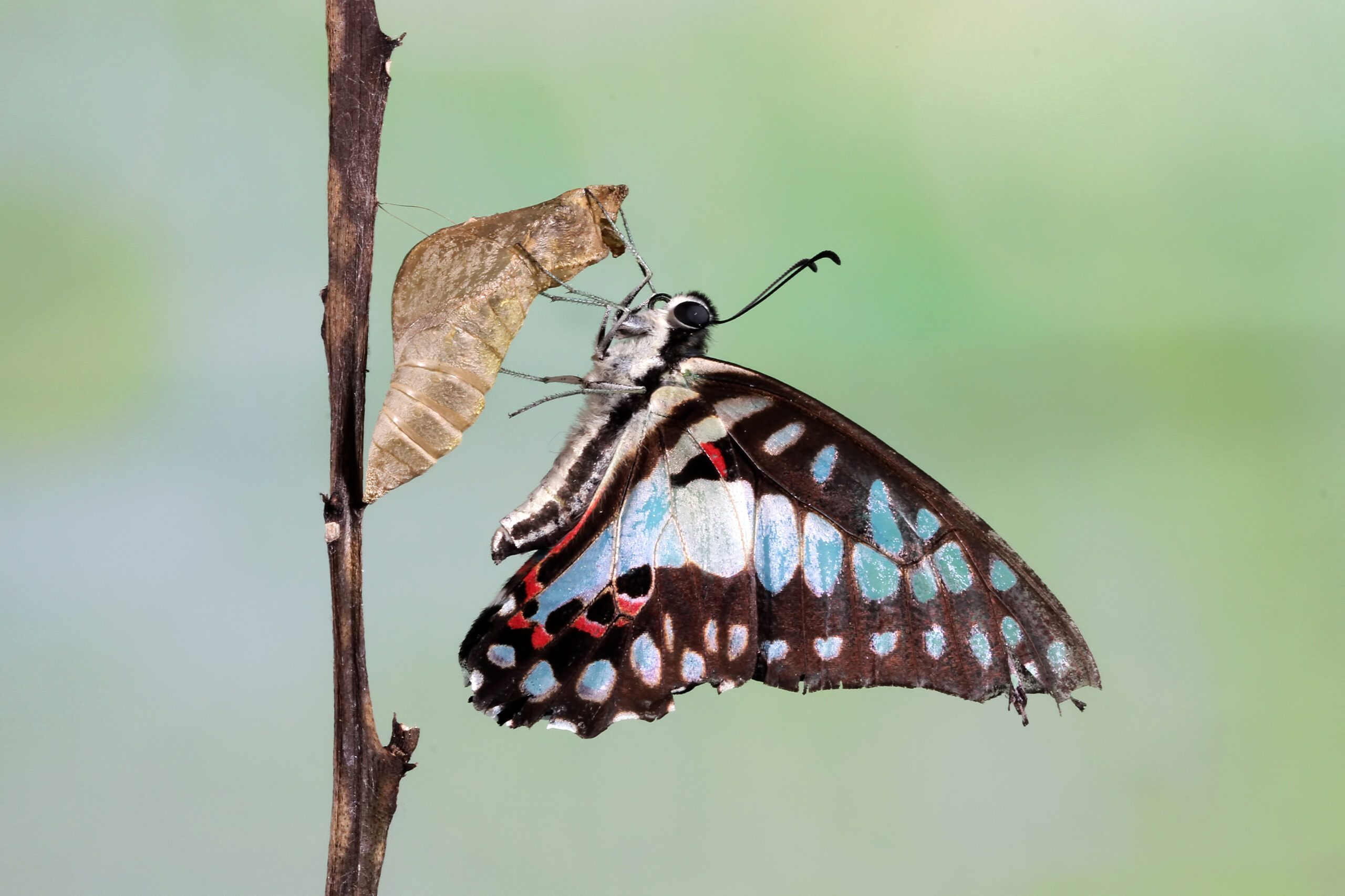 Die Neuro-agile Business Transformation: Ein wegweisendes Konzept für die VUCA/BANI-Welt (DE)